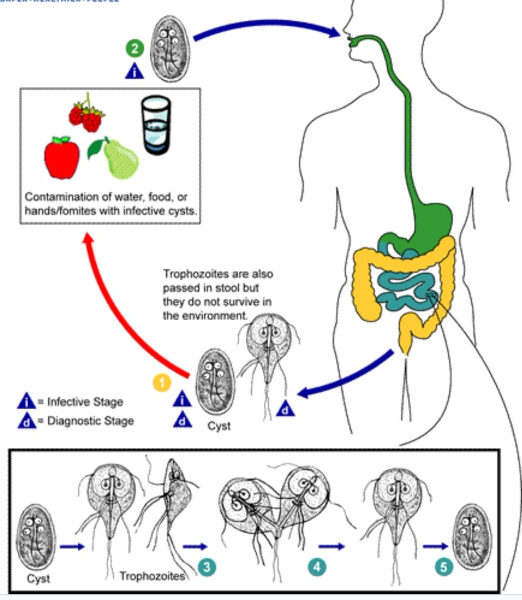 NursesNote's tweet photo. Giardiasis Causative Agent Mode of Transmission Complications Treatment Nurses Note Link
https://t.co/CtAhLygZow
#nursesnote #mallunurse https://t.co/UsKbMF18rK