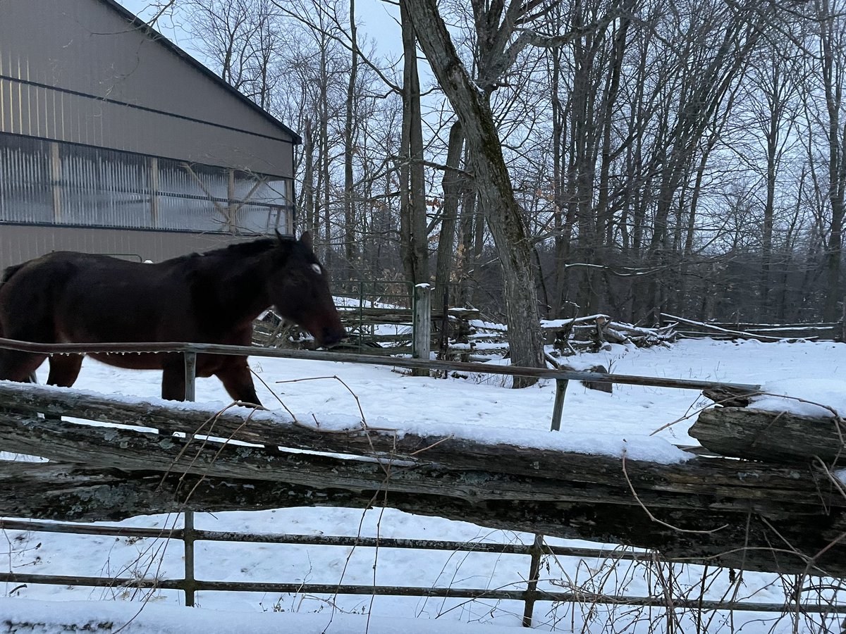 justjeni85's tweet photo. The company I’ve been keeping lately #horse #winterwithhorses #equestrian https://t.co/IY0msmEpWl