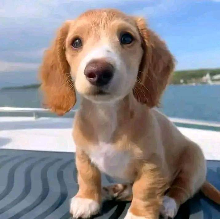 Happy Dog tweet media