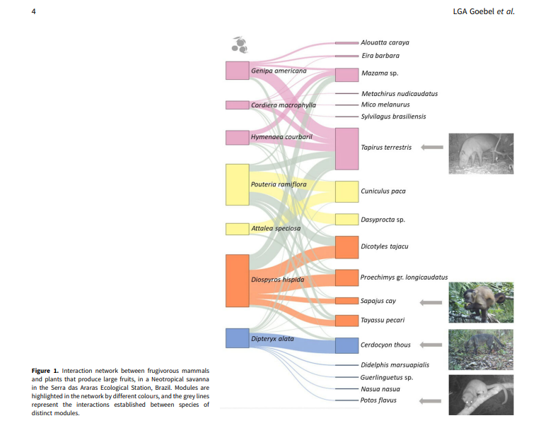 luangagoebel's tweet photo. We are pleased to share our latest article published about ecological interactions between mammals and plants in the Brazilian Cerrado. I can share the pdf with anyone who is interested. 🐵🦌🌳#ecologicalnetworks #interactions #mammals #plants #frugivory https://t.co/8gPWQYB7LV https://t.co/wXKbtjV1hy