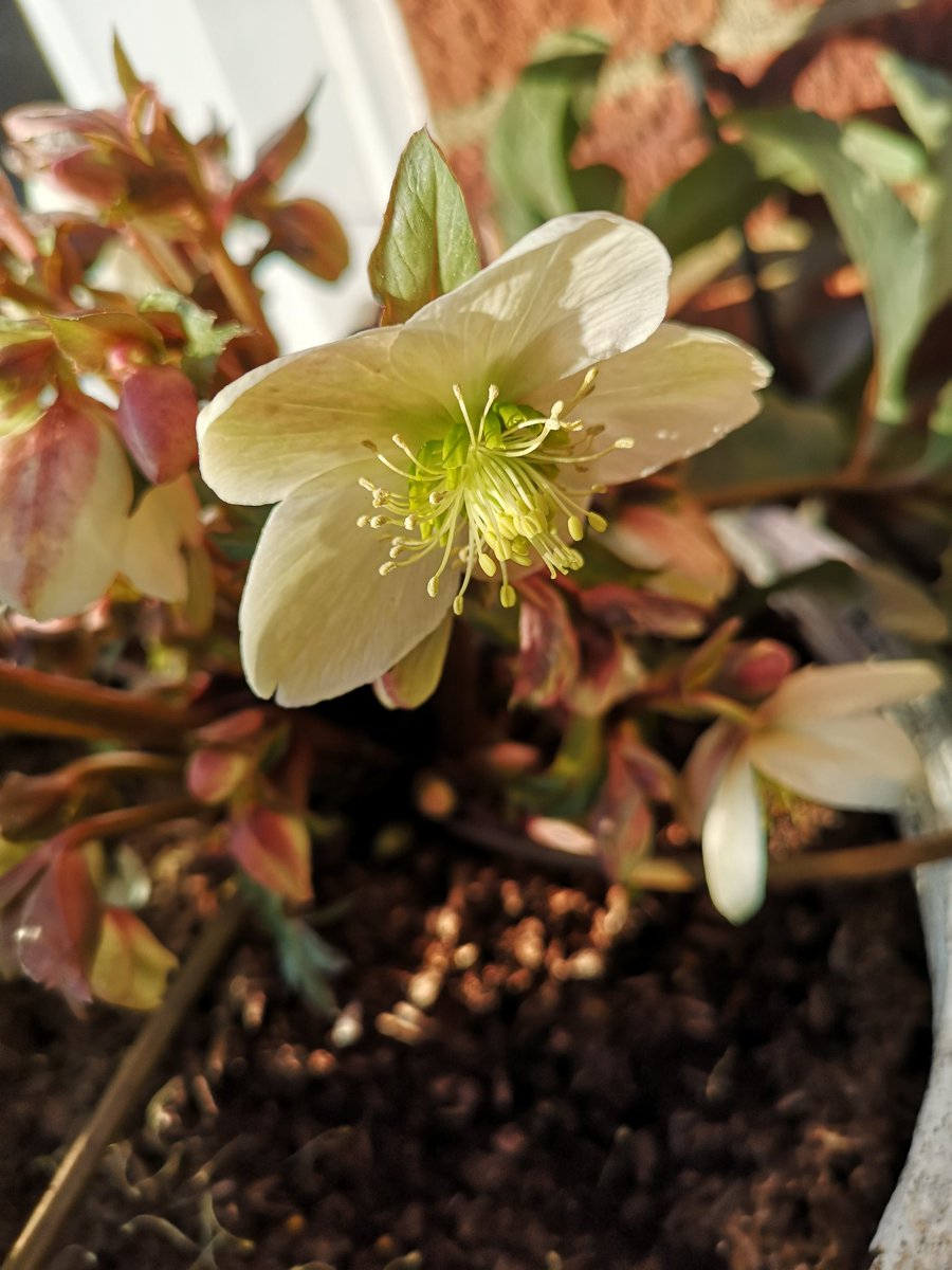 CBI62's tweet photo. Loving Hellebore @Rosyhardy62 gave me https://t.co/nbORH5NY1z