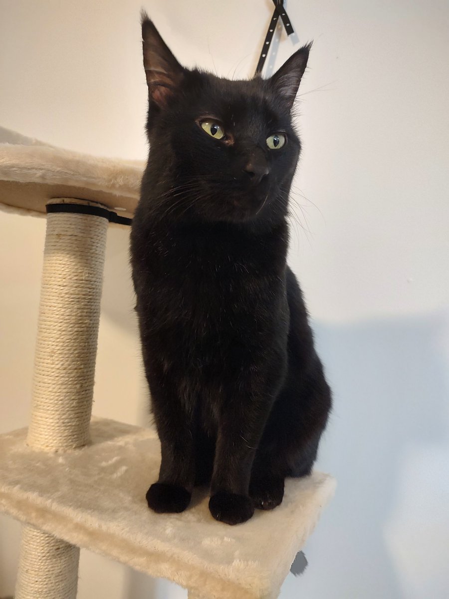 AlethaPrime's tweet photo. This is Odin :) I brought him home last Saturday and he is best boy. He is a distinguished gentleman who enjoys his naps, his snacks, and feather toys.

My activities this last week have mostly revolved around keeping him happy. I haven't felt lonely all week. 💙 https://t.co/ismLjpCi6Q