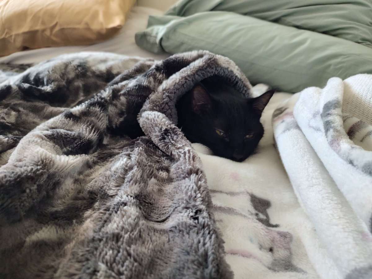 AlethaPrime's tweet photo. This is Odin :) I brought him home last Saturday and he is best boy. He is a distinguished gentleman who enjoys his naps, his snacks, and feather toys.

My activities this last week have mostly revolved around keeping him happy. I haven't felt lonely all week. 💙 https://t.co/ismLjpCi6Q