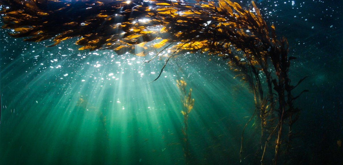 “Static pictures of these systems aren’t sufficient”
-<a href="/HessingLewis/">Margot Hessing-Lewis</a> from <a href="/HakaiInstitute/">Hakai Institute</a> 

Whether kelp, seagrass, or salt marshes, measuring #BlueCarbon requires monitoring change in extents over time.

Change is the norm for these systems.

#ClimateChange <a href="/IMPAC5Canada/">IMPAC5</a>
