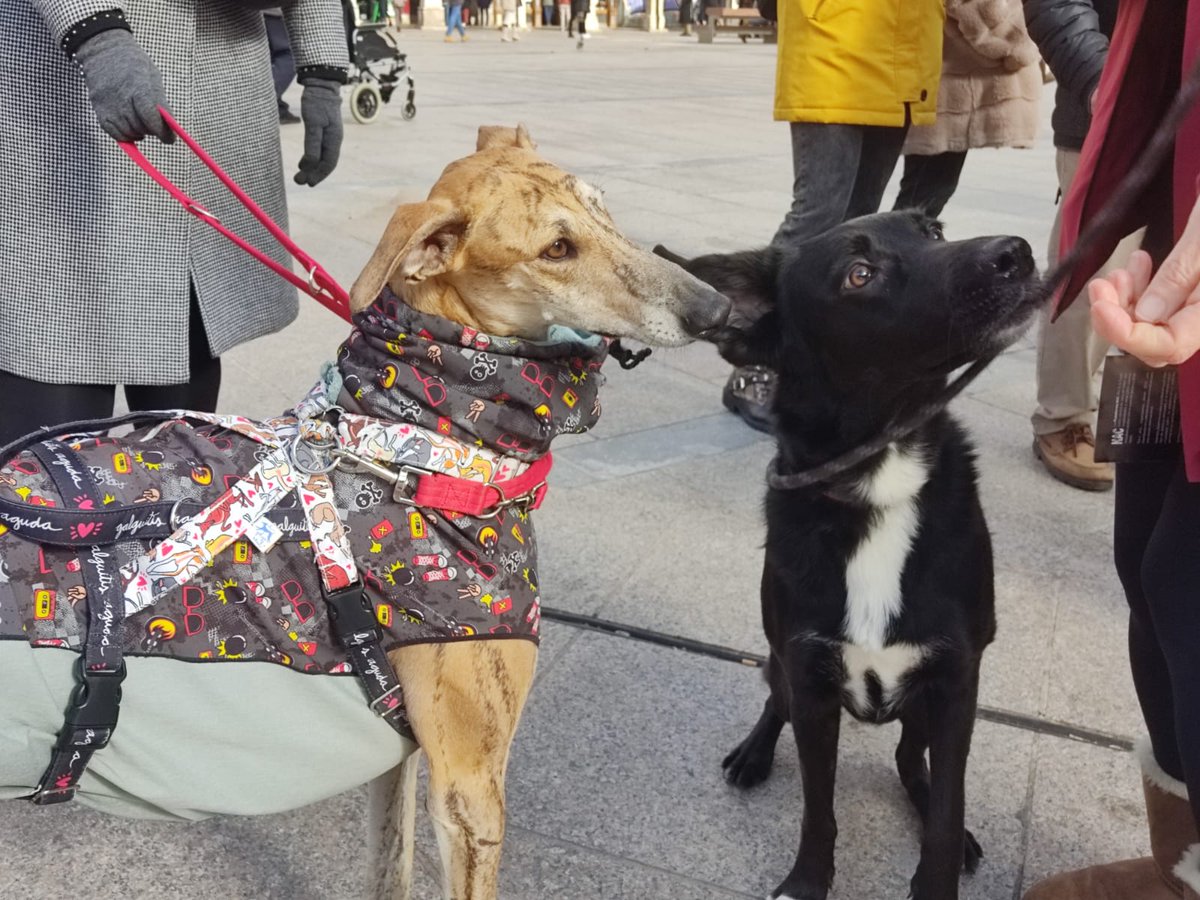Queremos ser de casa, no queremos morir ahorcados a manos de maltratadores cazadores.
Queremos que retires la enmienda de la vergüenza Sánchez. 
#SanchezConElMaltratoAnimal

<a href="/sanchezcastejon/">Pedro Sánchez</a> 
<a href="/PSOE/">PSOE</a>
<a href="/gpscongreso/">PSOE Congreso</a> 
<a href="/desdelamoncloa/">La Moncloa</a>