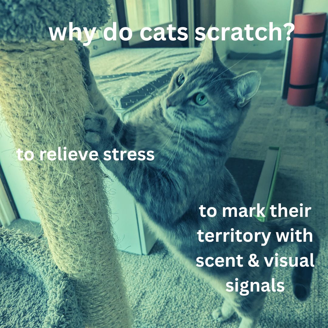 Dr Mikel Delgado, PhD. Cat Behavior Consultant (mikel_maria) / Twitter