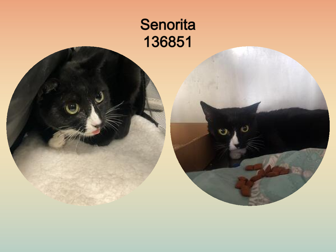 DubJH1009's tweet photo. https://t.co/cHwVWqCZqF #NeedsHelpASAP #Emergency #Mayday #SOS #Desperate #MustBeSavedNow #nyc #cats https://t.co/KzgkuiO2dV