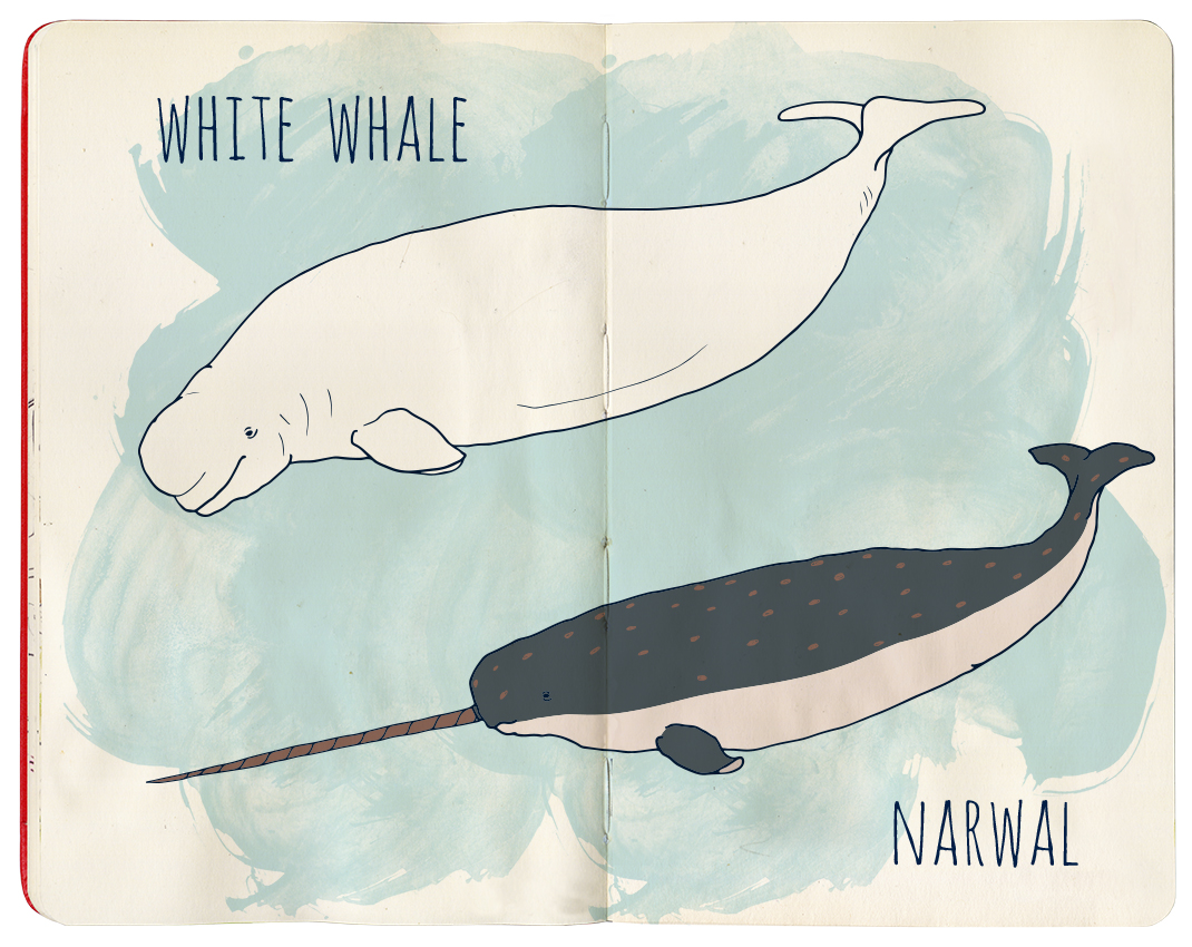 tatabsrv's tweet photo. White #whale and #Narwal https://t.co/JPtUGwoFxh