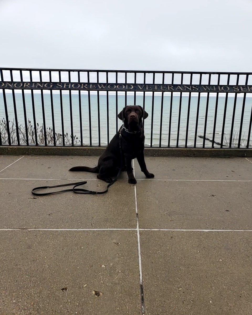 Suburban_K9's tweet photo. Teddy is such a handsome boy!
He is training with us in our Board and Train Program in Elm Grove, Wisconsin!
#SK9 #SuburbanK9 #DogTrainers #DogTraining #ElmGroveDogTraining #DogBootCamp #InHomeDogTraining #MilwaukeeDogTraining https://t.co/1oiXU7aPI4