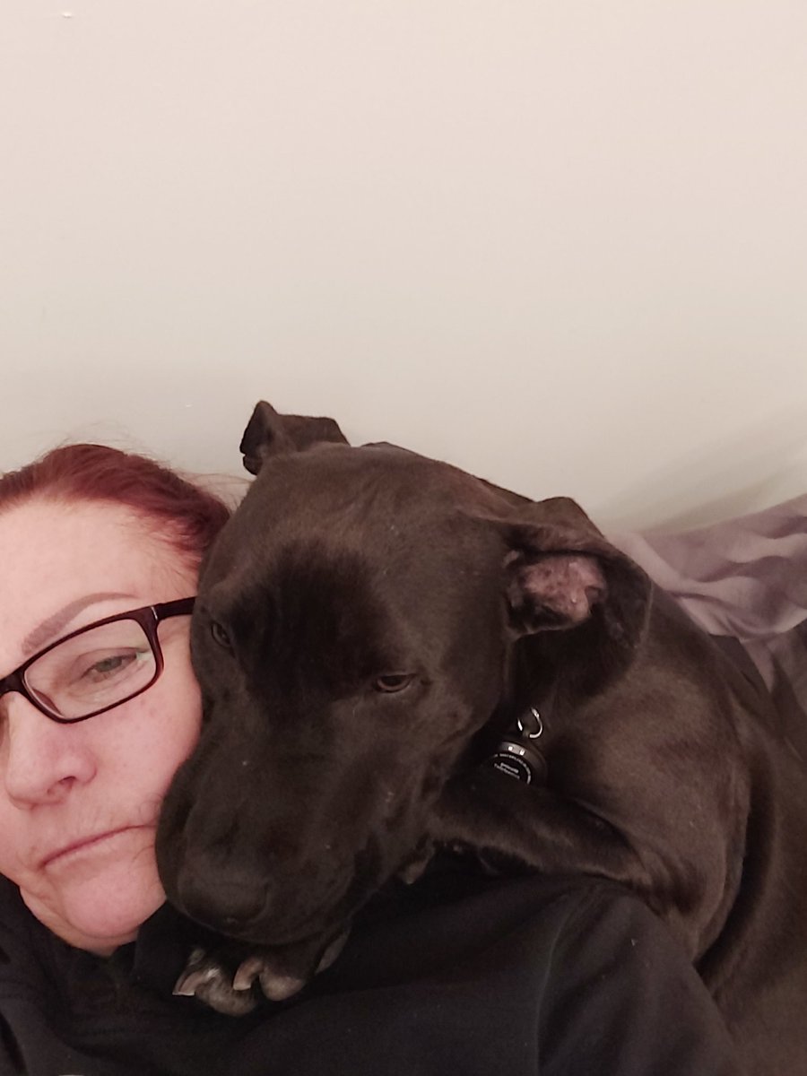 TeamEPFitness's tweet photo. @RosiePosieBoops Can't see to get close enough to me! #dogsoftwitter #RescueDog #meximutt #AdoptDontShop #senorgreymemorialfund #baitdog https://t.co/DZDRGpiFHj
