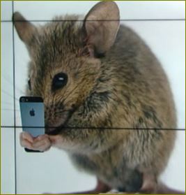 Effects of Radio Frequency Radiation Exposure on Free Radical-Related Cellular Processes by Henry Lai. 91% of 290 studies found significant effects regardless of intensity of exposure. To see summary or  download the 187-page document (pdf): bit.ly/LaiSaferEMR