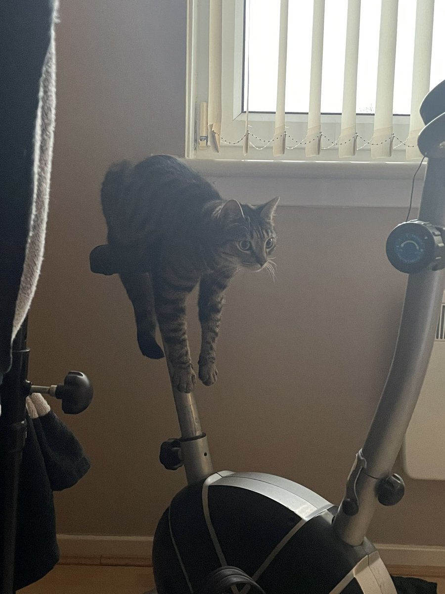 cdcb_'s tweet photo. @DontShowYourCat https://t.co/djyMVBWW47