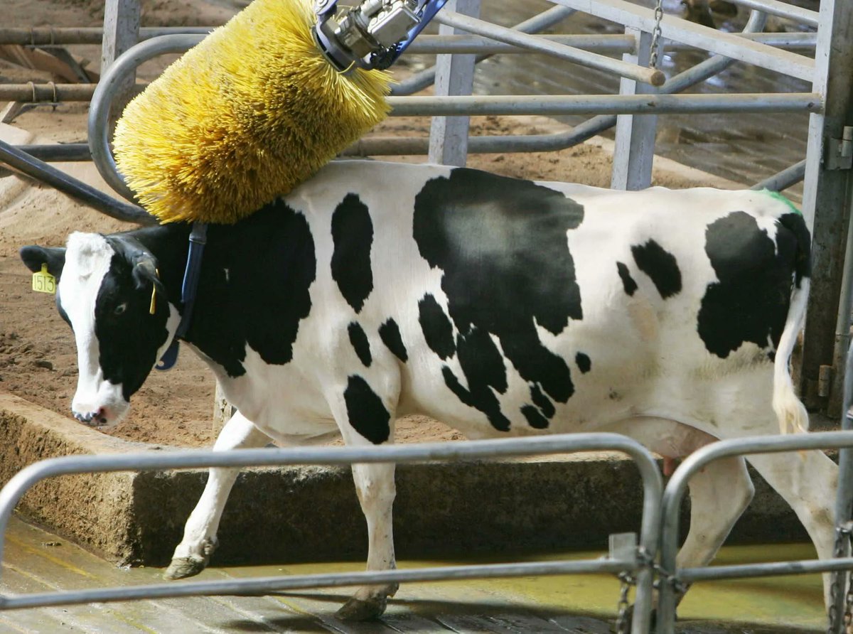 barstoolsports's tweet photo. China Is Currently Cloning "Super Cows" That Produce 50% More Milk Than American Cows https://t.co/4x6znjVnfR https://t.co/6qAF9aaUS8