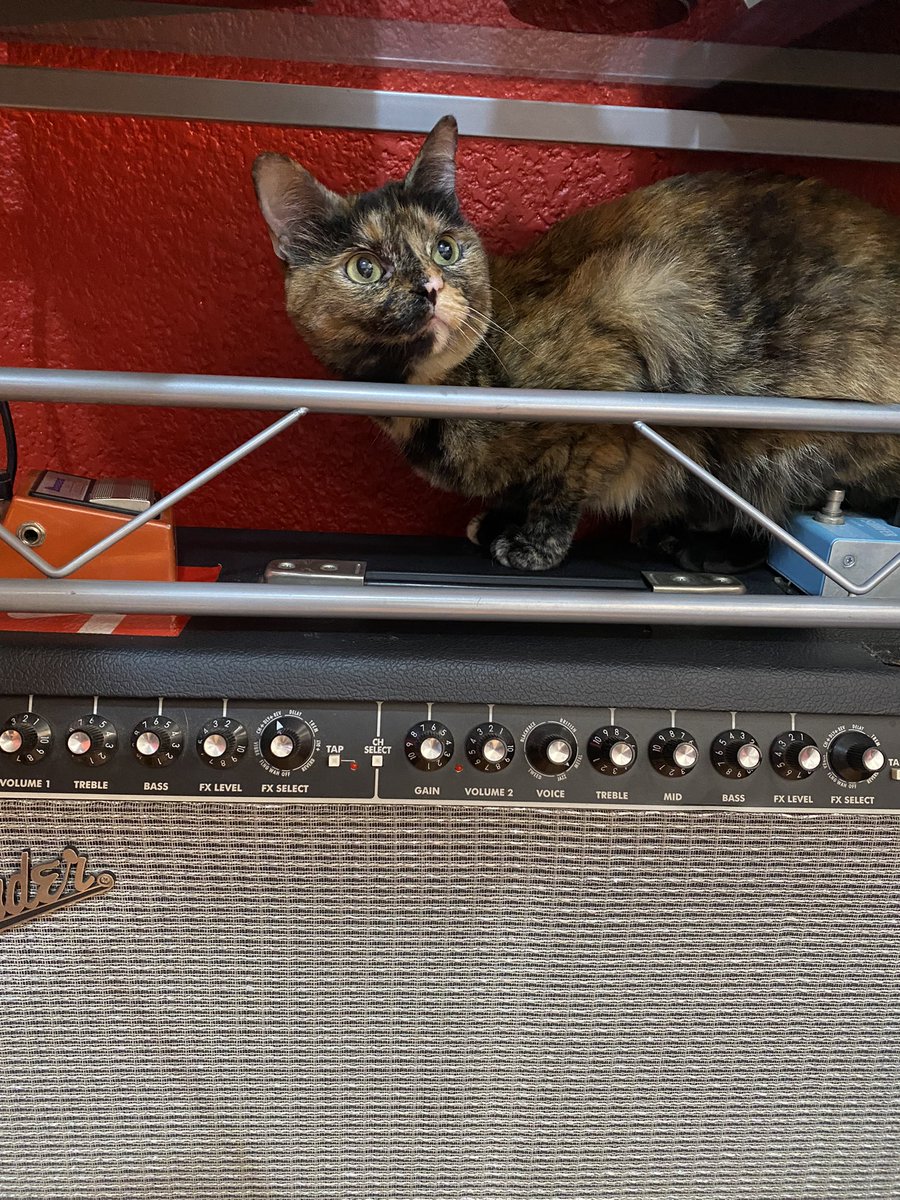 The hooman said I’m now a rockstar! 😸 #CatsofTwittter #CatsOnTwitter #tortieclub #tortie #Cat #CatStar #guitarcats