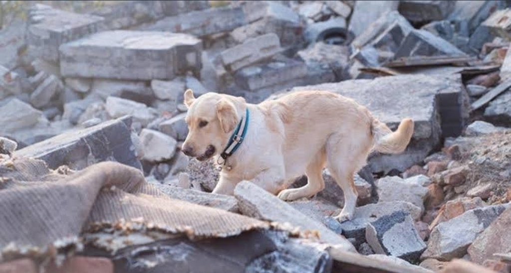 imperaitz's tweet photo. Um cachorro encontrou sua dona em meios aos escombros após o terremoto na Turquia, e quando sentiu que a encontrou, ele latiu e chorou no mais profundo sentimento animal. A imagem ganhou as redes sociais do mundo inteiro. 😓 https://t.co/fa6LLK4RxL