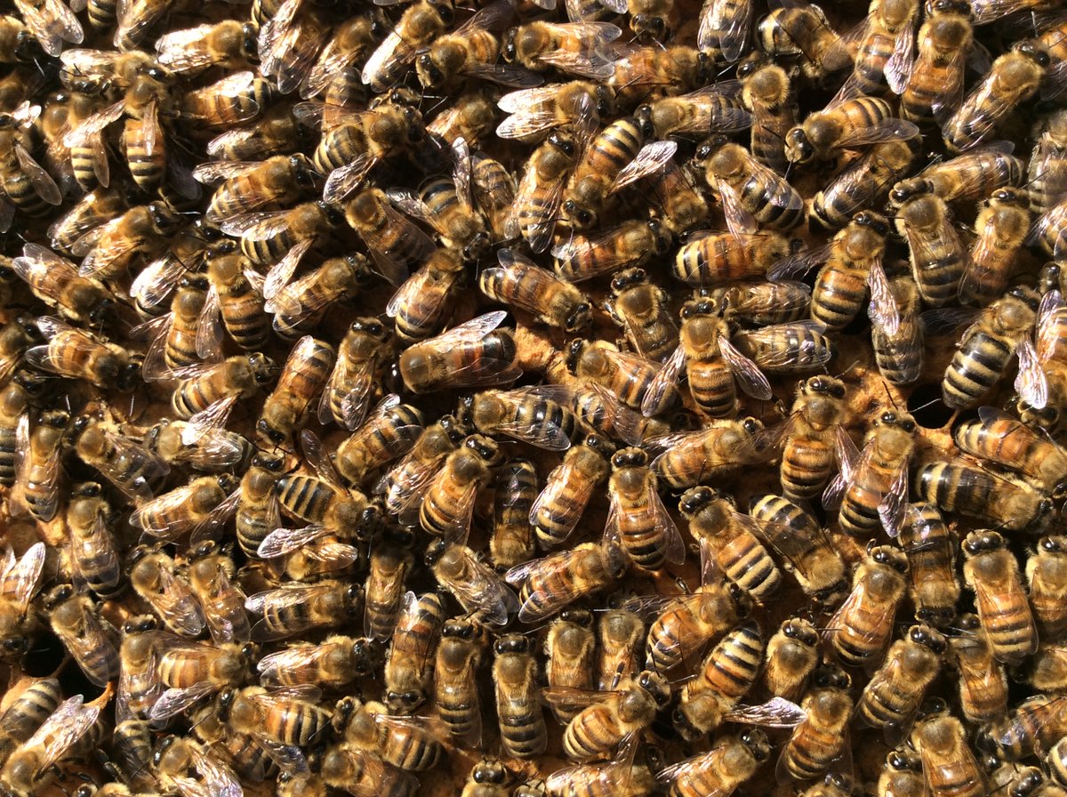 torontobees's tweet photo. Bees buzz and CANDLES made from their wax burn the brightest, cleanest + longest. For $40 U can LEARN HOW TO MAKE #beeswax #candles on Feb 25 1-3pm, 1340 Bloor Street W. @torontobeeshop Register here: humza_raza96@hotmail.ca https://t.co/jU7QAgbYFJ