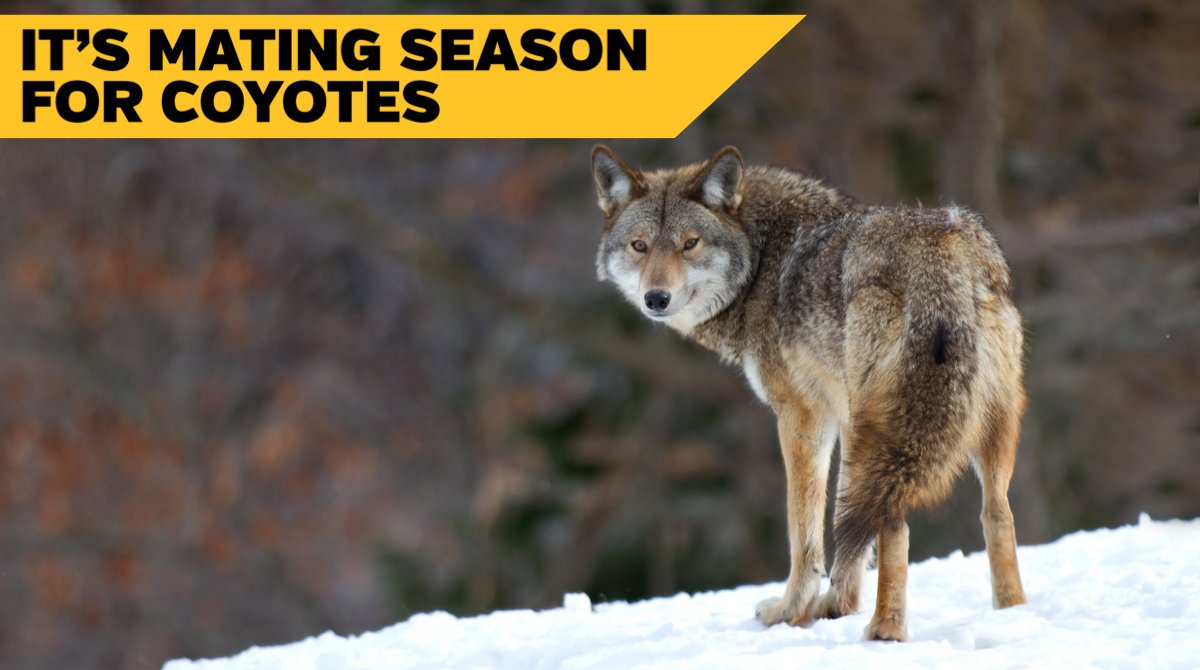 Coyotes are more visible this time of year because they are looking for food and a mate – which means they can be more active during the day. Find out what you can to do to keep coyotes from visiting your property at burlington.ca/coyotes. #BurlON