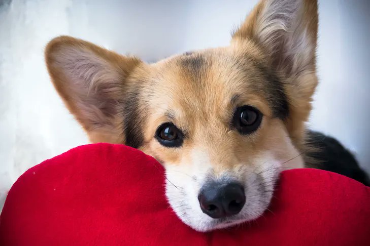 Valentine’s Day Safety Tips for Your Dog 
  
Read more: 
akc.org/expert-advice/… 
  
Community Bark Dog 
Kinnickinnic Ave.
Bay View, WI 
☎️(414) 744-2275

communitybark.net