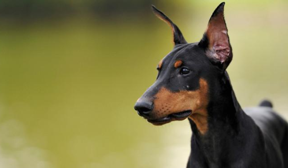 Pet food brands are offering products that advertise enzymes within the food mix, which can break down food molecules. Check with your vet to suggest enzyme-rich foods for your dog. 🐶💚
bit.ly/2WezMja