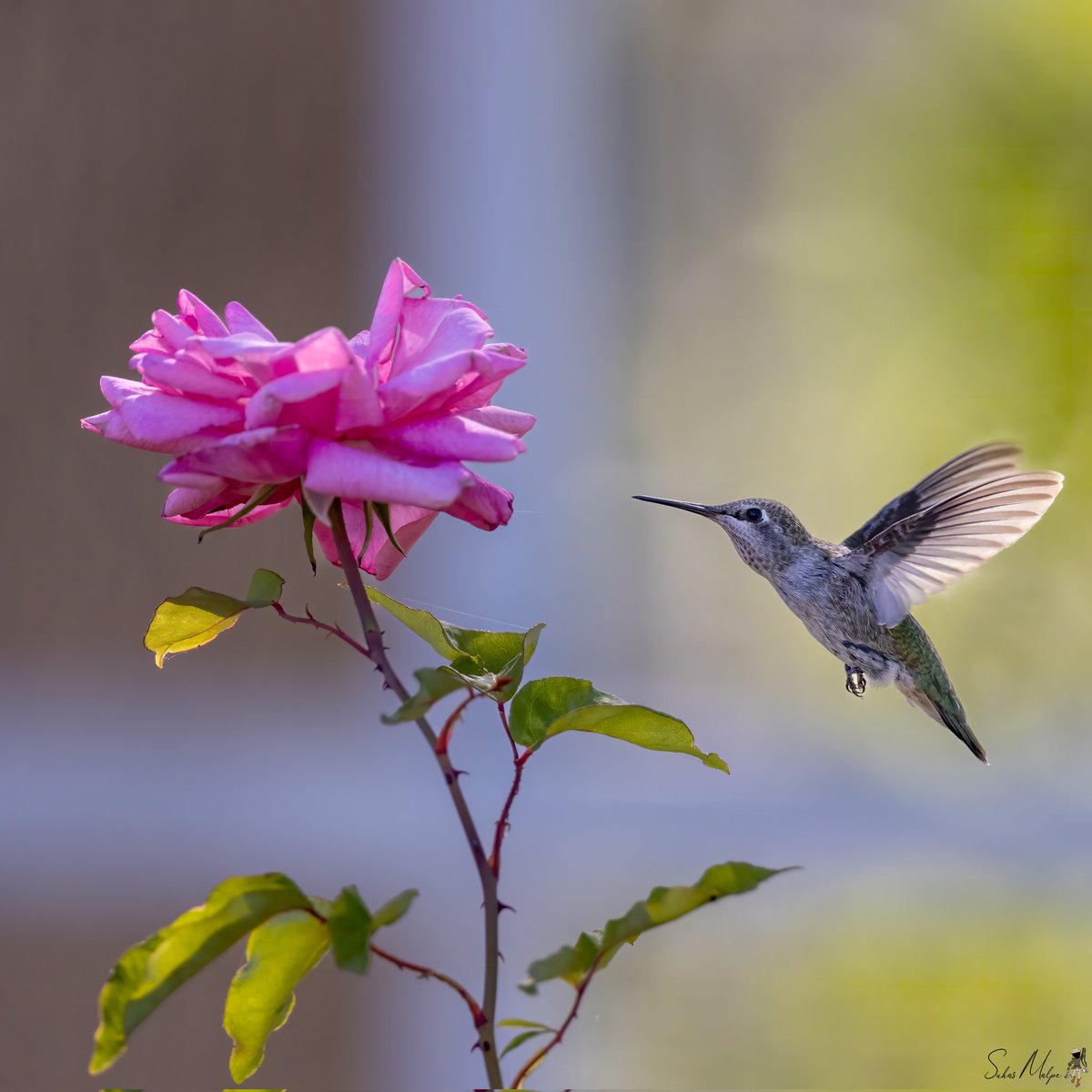 I see the pink rose is a little shy and drew the attention of the hummingbird. Such is the bond of nature. Beautiful, isn't it? #hummingbird #birds #hummingbirds #birdphotography #birdwatching #bird #photography #birding #flowers #canon #annashummingbird #naturephotography