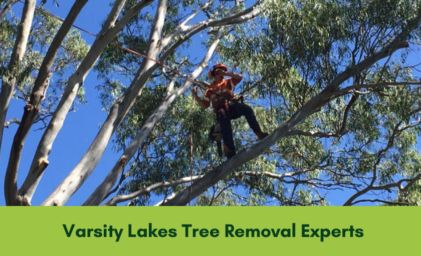 Varsity Lakes Tree Removal Services - Free Quotes! – For Varsity Lakes tree removal to stump grinding and pruning, contact the experts at JC Tree Services! Get in touch for a free quote today.

#treeremoval #stumpgrin... jctreeservices.com.au/tree-removal-v…
