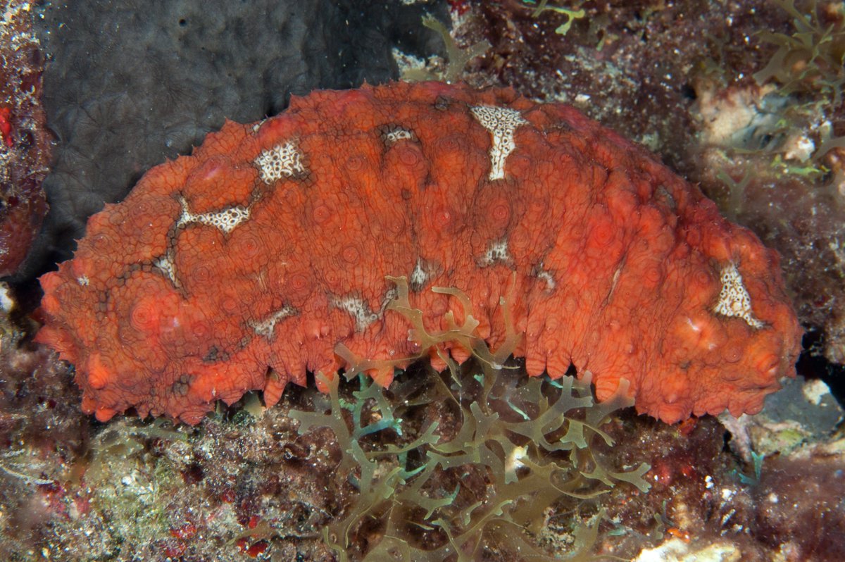 FGBNMS's tweet photo. So cuke!
#SeaCucumbers are cute in a curious way. They're also intriguing. They have #TubeFeet like their starfish cousins and function like earth worms, pooping out a string of nutrient-rich castings that are good for the environment. What's not to like!? #Echinoderm https://t.co/qTfLqqyAY4