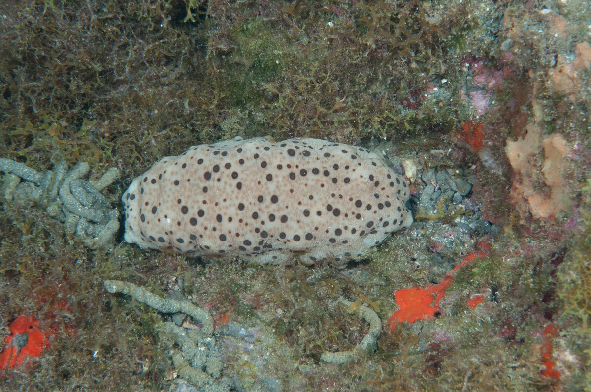 FGBNMS's tweet photo. So cuke!
#SeaCucumbers are cute in a curious way. They're also intriguing. They have #TubeFeet like their starfish cousins and function like earth worms, pooping out a string of nutrient-rich castings that are good for the environment. What's not to like!? #Echinoderm https://t.co/qTfLqqyAY4