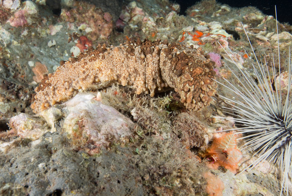 FGBNMS's tweet photo. So cuke!
#SeaCucumbers are cute in a curious way. They're also intriguing. They have #TubeFeet like their starfish cousins and function like earth worms, pooping out a string of nutrient-rich castings that are good for the environment. What's not to like!? #Echinoderm https://t.co/qTfLqqyAY4