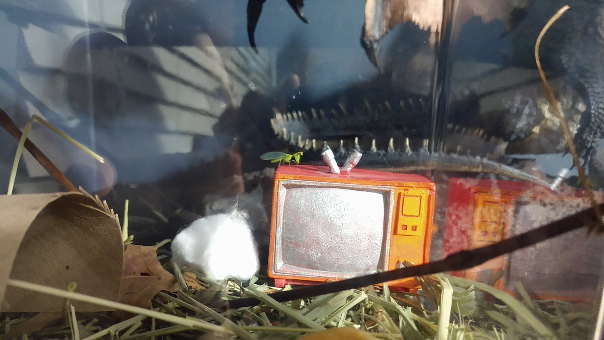 StevenToyReview's tweet image. But check:

Bugsworth got a TV. He loves it!

#mantidfly #petbug