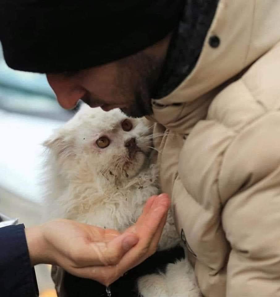 shuker_jake's tweet photo. This heartbreaking cat witnessed the horrors of the catastrophe 💔 
#PrayforSyria 
#PrayForTurkey https://t.co/W5y95fBS1t