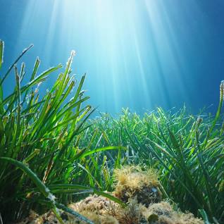leighMhowarth's tweet photo. Sweet PhD project available - restoring NZ's seagrass meadows https://t.co/RILAnpNE6S https://t.co/YajJsqJ9iO