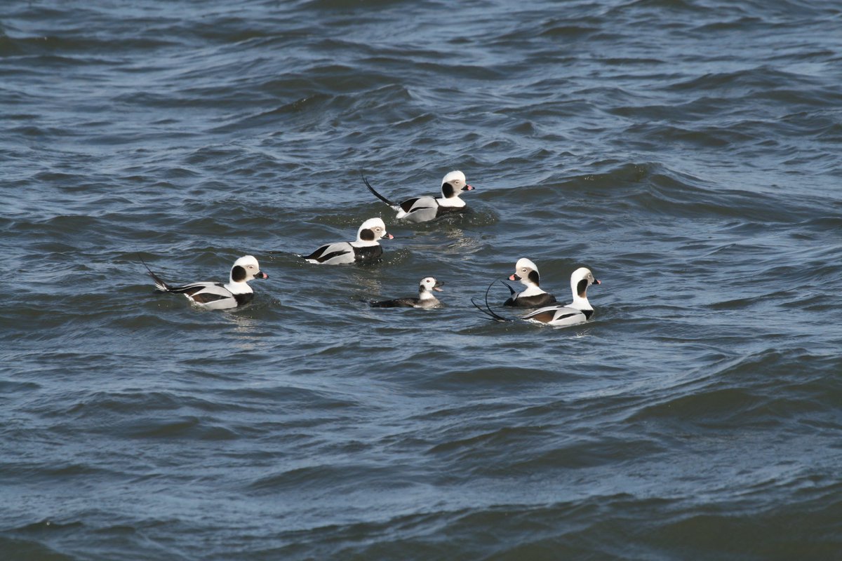 cmbobirds's tweet photo. Bundle up & grab your spotting scope to join CMBO staff & naturalists on a search for waterfowl from Avalon to Cape May for our Longtails in Love!
Click the link to register! https://t.co/NQaeuhnqOV
#cmbo #capemaybirdobservatory #birding https://t.co/D7IErL2lIj