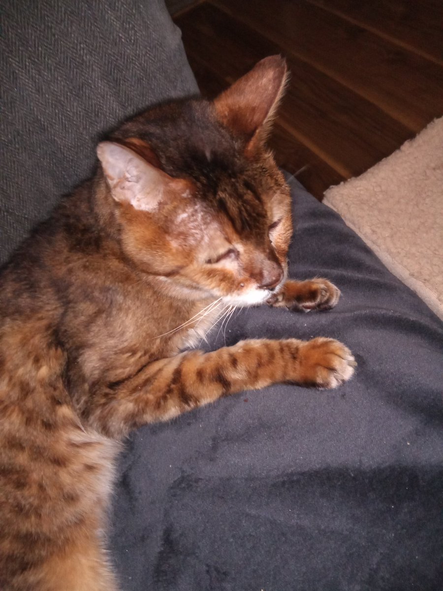 jimnarlene's tweet photo. Charlie, who is now 22 years old, is feeling sorry for himself. For the first time, in all those years, he tried to drink my coffee which has recently been poured.
#DaftCat https://t.co/gX09fkUJeE
