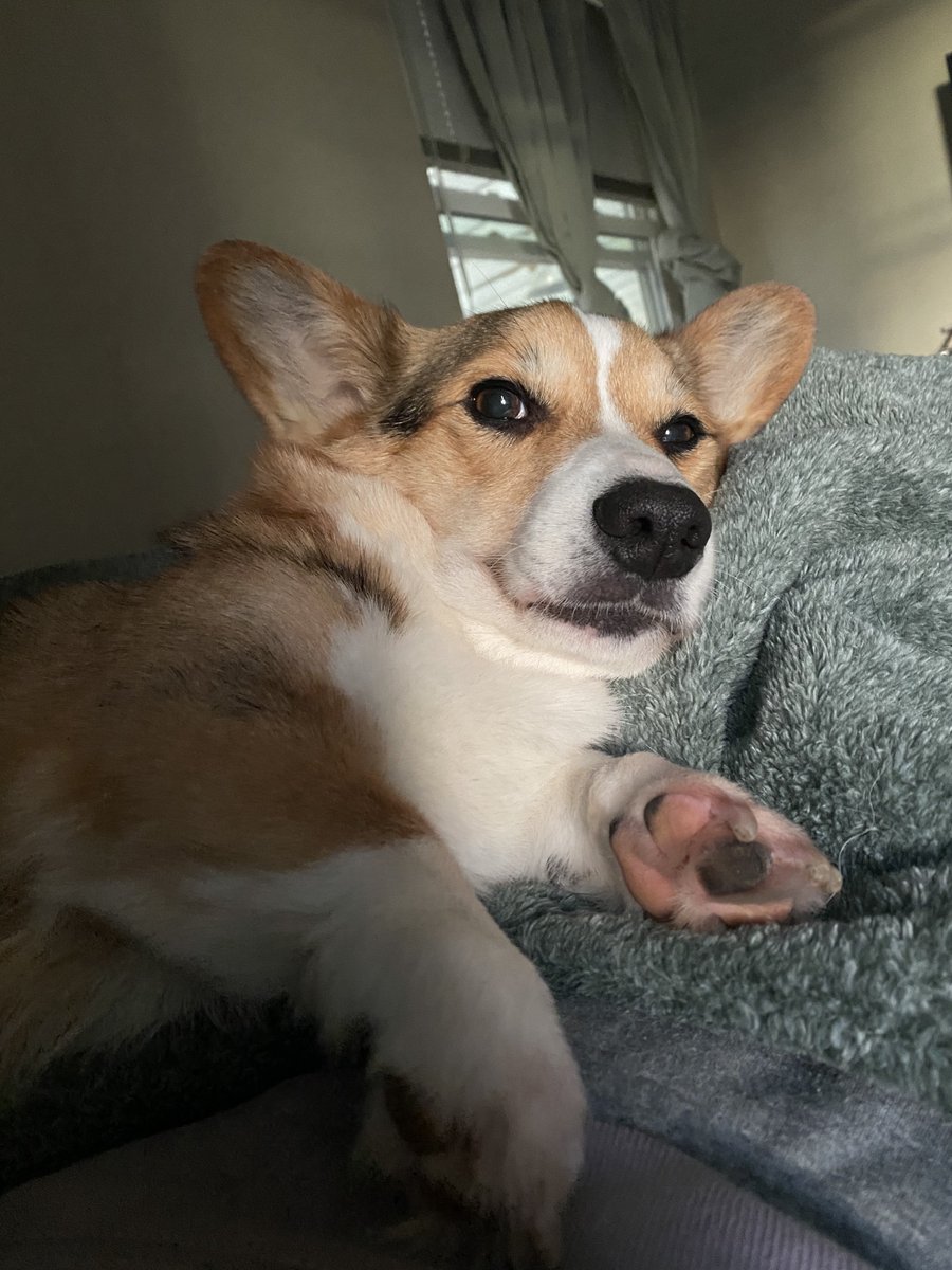 PAVGOD's tweet photo. kiss ur dog goodnight 😌 https://t.co/6Exddh463Y