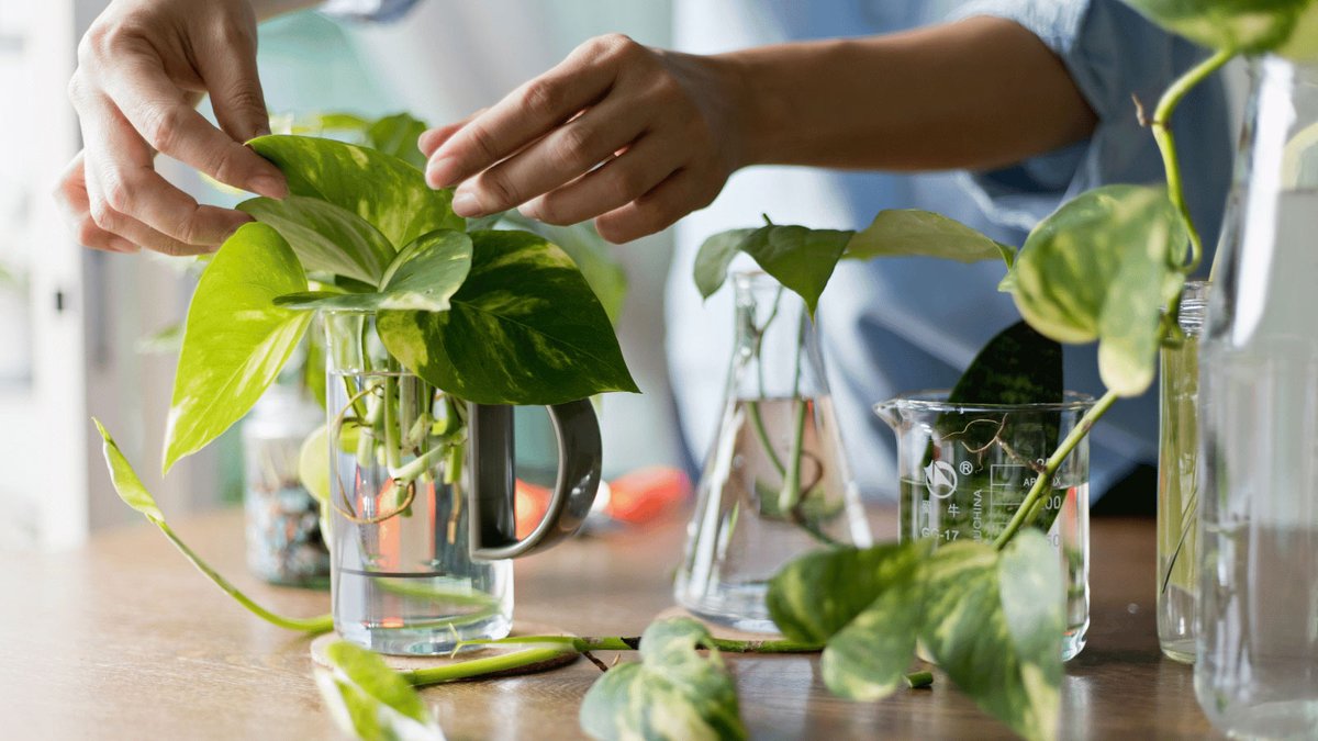 Pothos In Water: Growing Big Plants That Can Live Forever dlvr.it/Sj2p6s <a href="/natureofhome/">Natureofhome</a> #blogengage