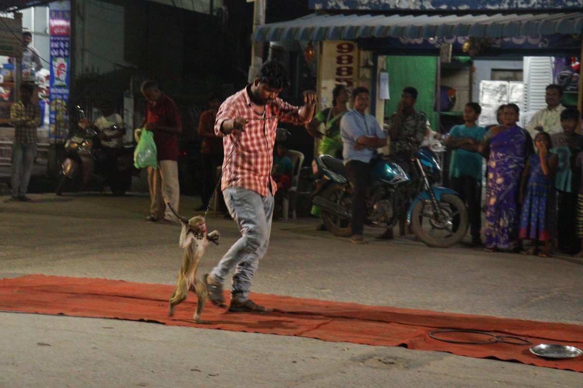tejawildlife's tweet photo. Where is humanity ?? #stopanimalabuse
#apfd #forestdepartment hurting a animal and getting entertainment is not at all a Correct thing #Rasieyourvoice #savewildlife 
@APPOLICE100 @PMOIndia This incident happend In nellore,Ap https://t.co/KgHeP38bOV