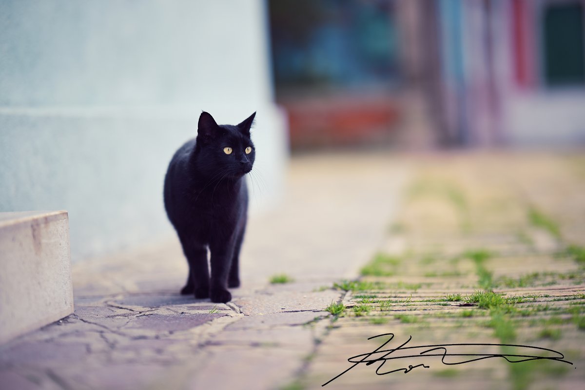 kufoto's tweet image. NIKKOR Z 85mm f/1.2 S が、神レンズということを約束します。
ポートレートはもちろんストリートスナップでも大活躍のレンズです。
被写界深度がとっても浅く、ボケが美しく、最高のレンズですよ。

#nikkorz #85mm #nikonz85
※サンプル品で撮影　画像は縮小しております。