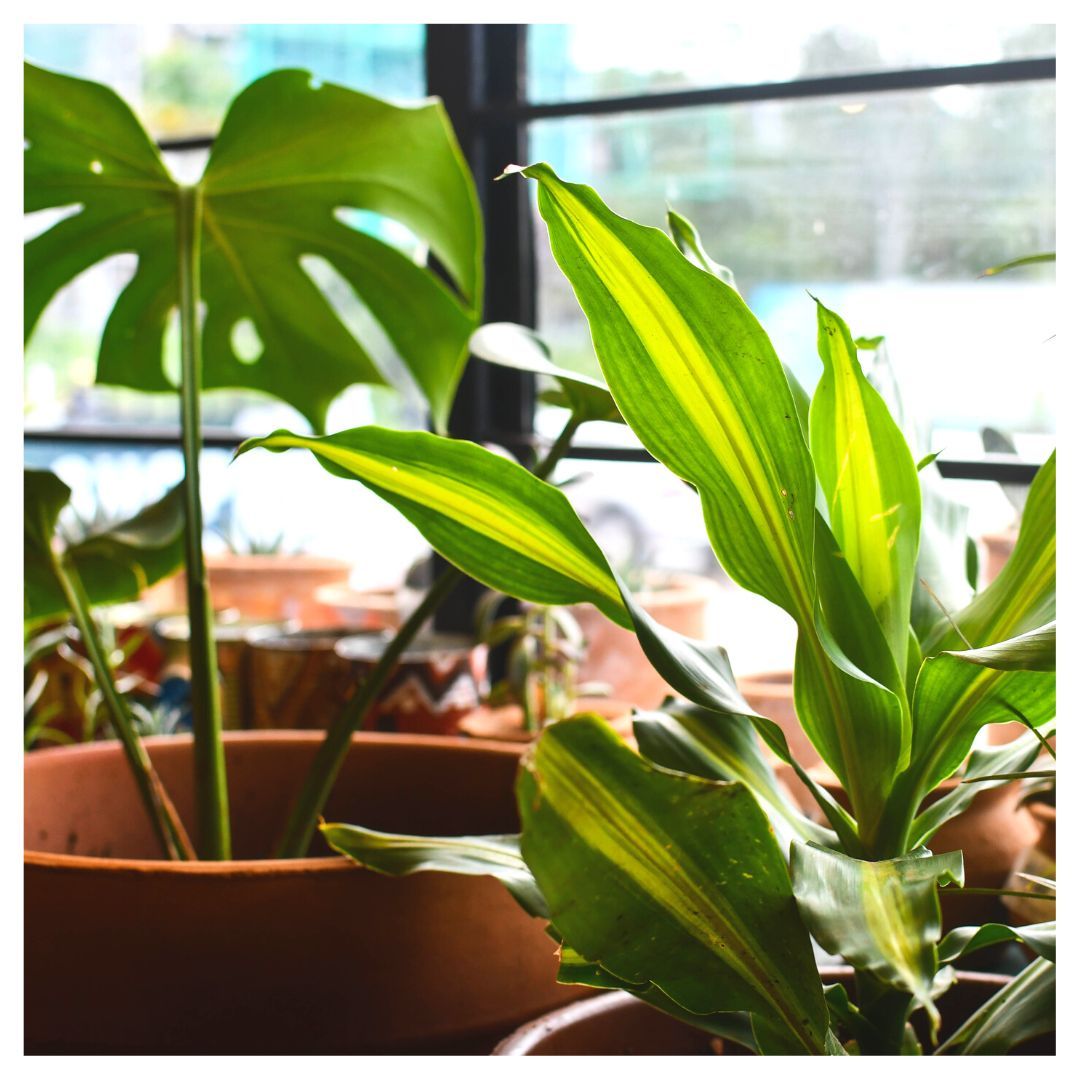 There's just something about having plants around that makes life feel a little brighter, don't you think? 💚 

Come by our eco shop and let us help you through you plant journey.🌱