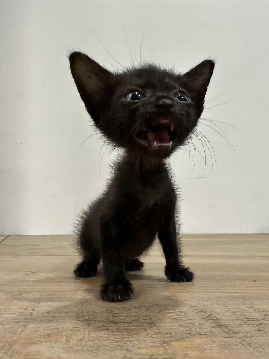 kochengfs's tweet image. 🐈 dia berteriak "PALA KU INI GEDENYA SAMA YAAAA SAMA BADAAAAAAN"