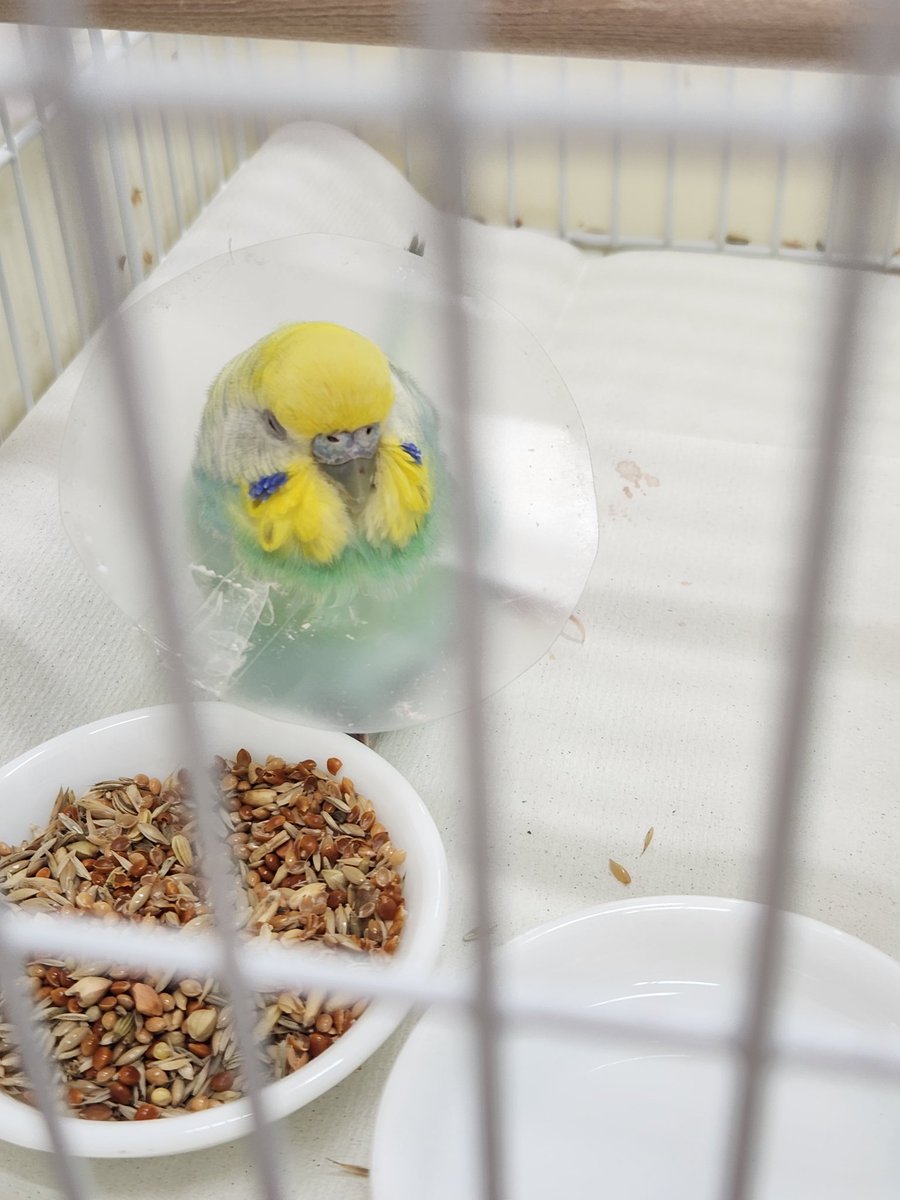 りん😭
縫うと💩が出なくて、今朝抜糸したらしいです。そしたら踏ん張りながら💩したらしいけどそうすると脱肛もしてしまう。お昼ぐらいに又縫うそうです。りん、痛いね😭
昨日カラーをつけられ大暴れして足も怪我したみたいで足をあげてた。
頑張って早くお家帰ろうね、と声かけてきました。