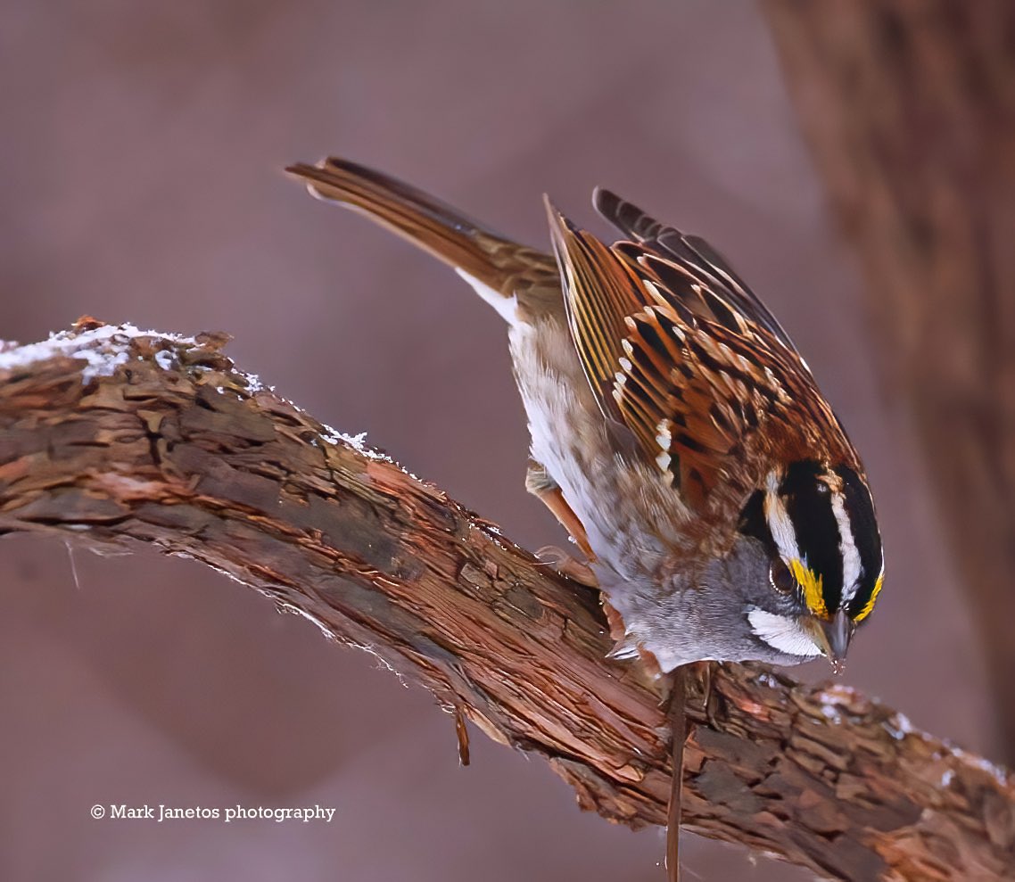 White-throated sparrow on a cold winter day. 
Rochester, NY

#CanonFavPic 
#birding 
#birdwatching 
#BirdsSeenIn2023 
#BirdsOfTwitter 
#canonphotography 
#birdphotography 
#birdphoto 
#canonR10 
#sparrow 
#natgeo 
#natgeowild