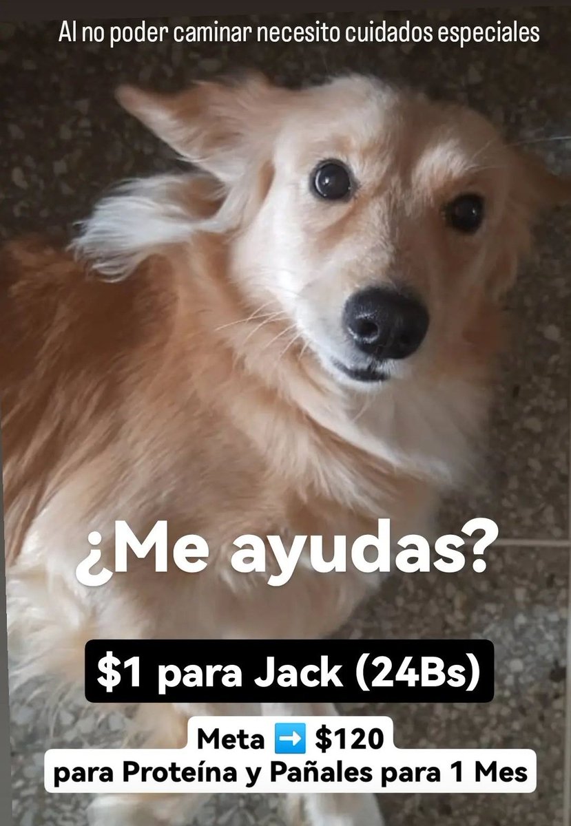 asoc_vpla's tweet photo. A Jack se le acabó su comida y Pañales 😢 Con $1 (25Bs) puedes ayudarnos a sumar los $60$ para cubrir 1 MES. Él no puede caminar y requiere Alimentación con proteína y cambios varias veces al día ❤️ Tenemos #PagoMovil, #Zelle y #Paypal DATOS por Directo https://t.co/7sLZti42Jd
