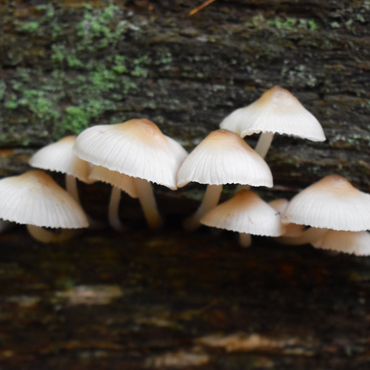 more than mushrooms tweet media