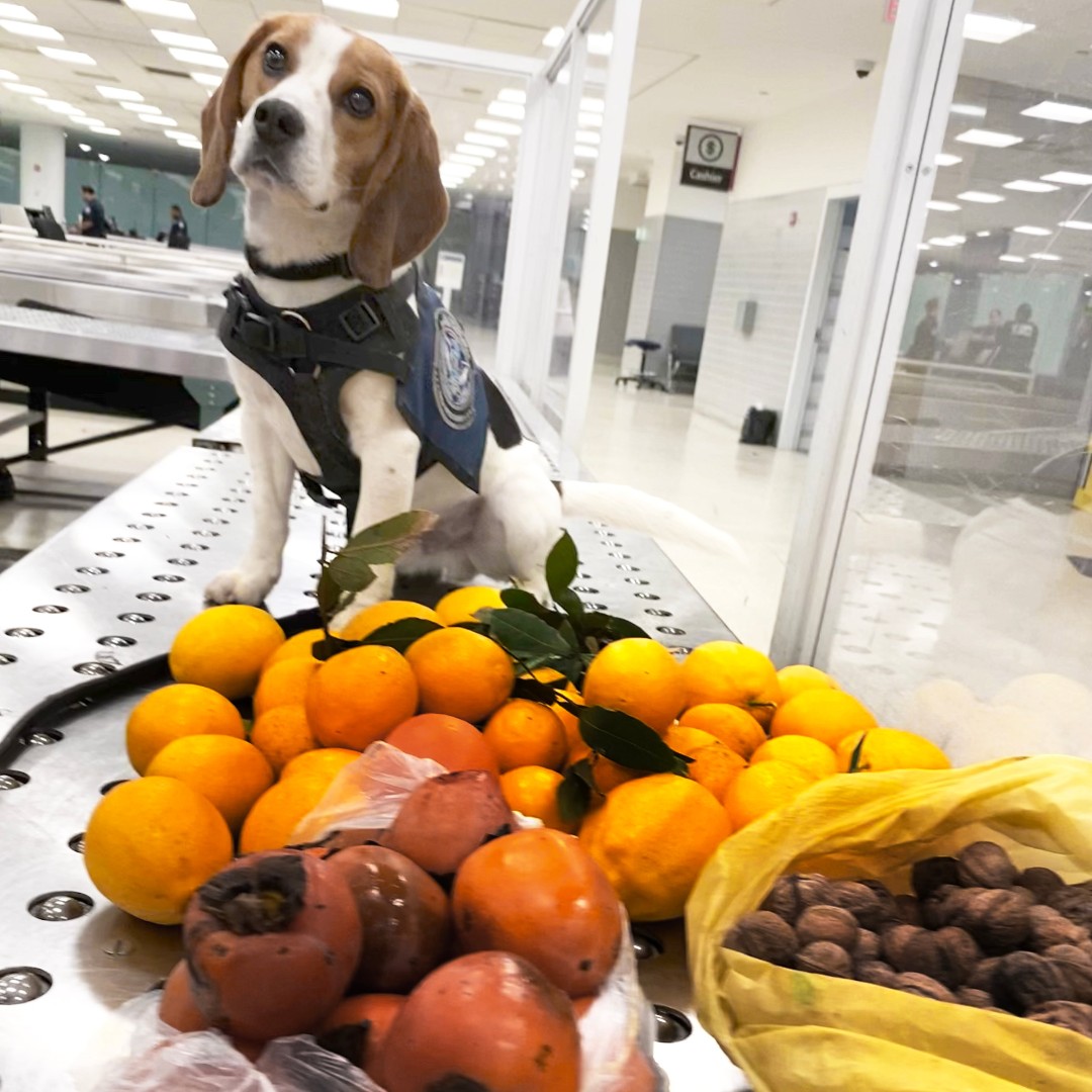 CBP's tweet photo. On January 20, Philadelphia CBP K9 "Harrie" alerted CBP agriculture specialists to nearly 17lbs of citrus with leaves and another 6lbs of persimmons across three pieces of luggage. The citrus leaves had a hitchhiking snail along for the flight.

More: https://t.co/RmCdEfOTBs https://t.co/LLc7IZWff0