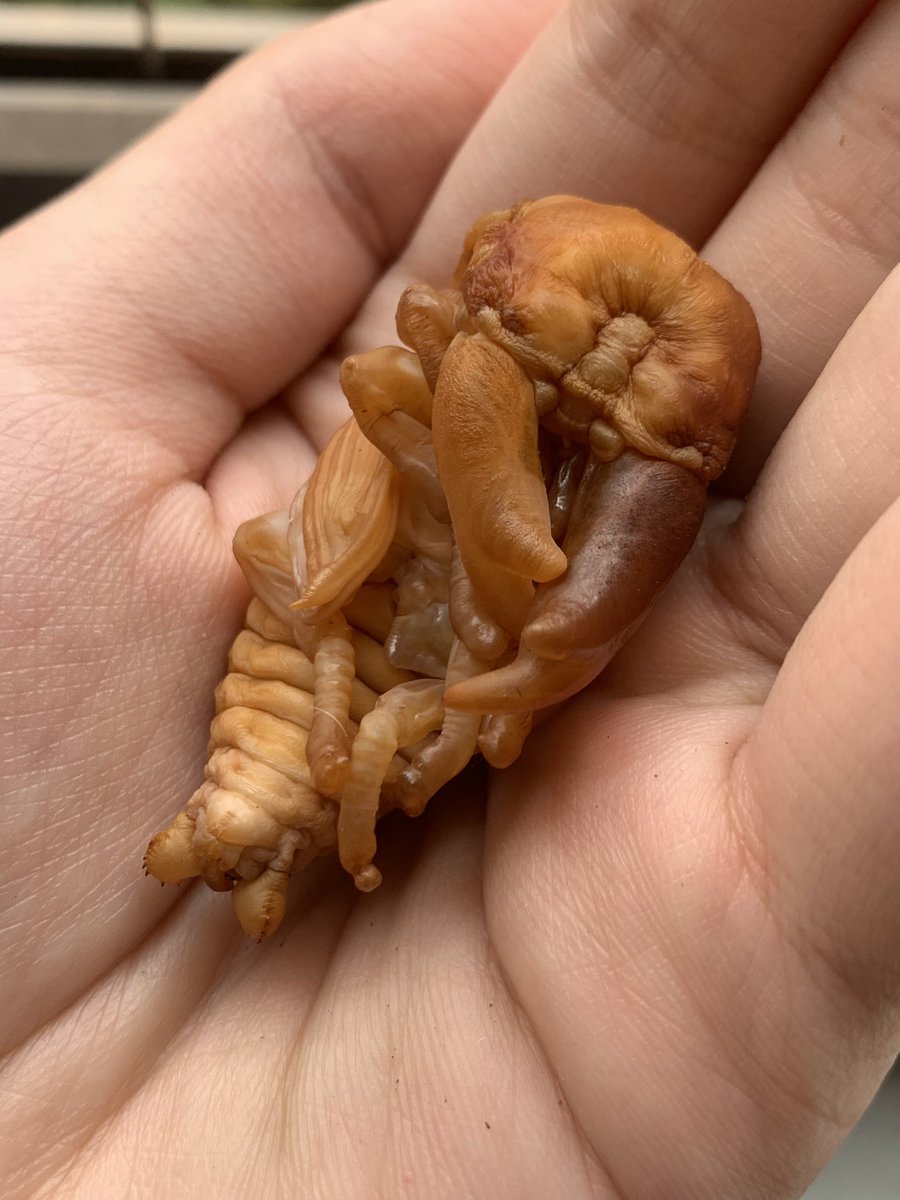 Qi (@qi_hopei) on Twitter photo 