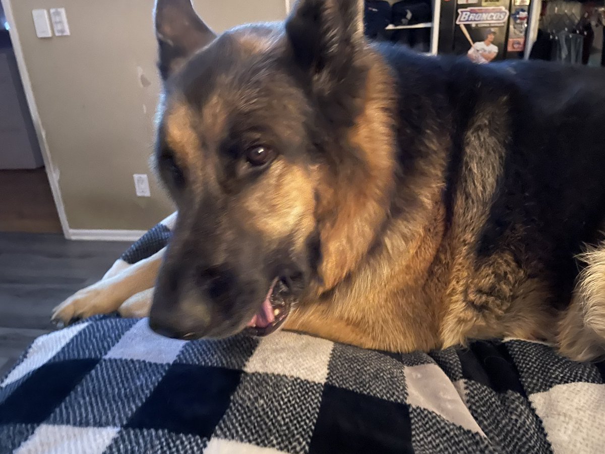 SoCalRyan289's tweet photo. Rest in peace my sweet boy. Thank you Finn for the amazing joy you brought my life. Cross the rainbow bridge and be at peace. Love always. https://t.co/1wMQQbbcAW