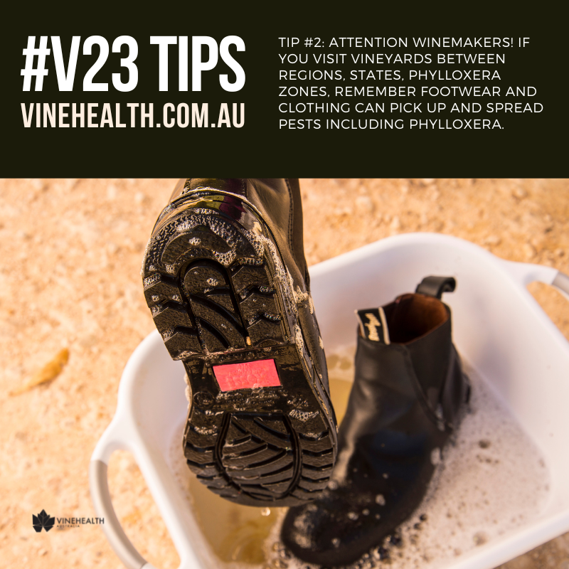 #V23 Tip#2: Attention #winemakers! If you’re visiting vineyards between regions, states, #Phylloxera Zones, and/or countries, remember your #footwear and clothing can pick up and spread pests including phylloxera. Know the zones and precautions you must take. #Vinehealth