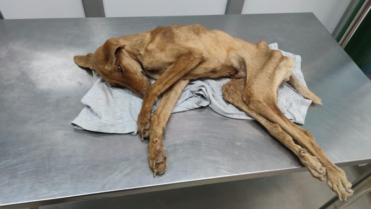 Les quiero pedir su AYUDA. Cerca a mi casa de provincia, en una zanora, tiraron un perrito para que muera. Lo encontramos empapado de lodo, gritando y con lesiones a causa de un atropello. Lo auxiliamos, limpiamos y fue llevado al veterinario (1/4).