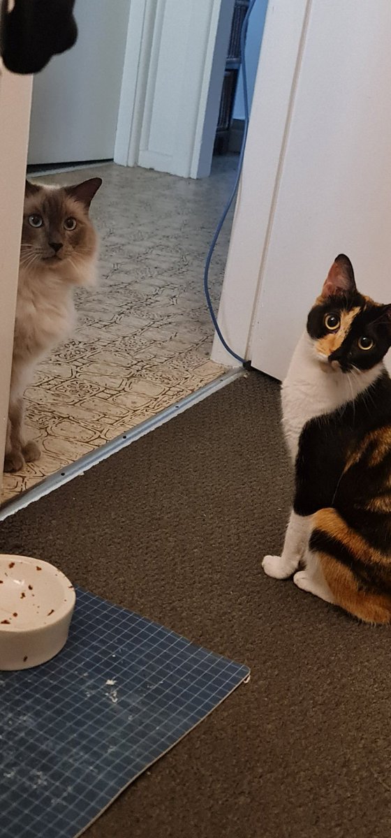 IvyTheCalico's tweet photo. Hi all ❤️ amazing news, Ivy's heart is perfectly fine ❤️ Ultrasound went well and she is recovering. She also has no murmur when the vet checked whilst she was sedated. Thank you all for your kind words and prayers. I have never felt more relieved in my life. ❤️❤️❤️❤️❤️❤️❤️❤️❤️ https://t.co/5PLIwjs0oB