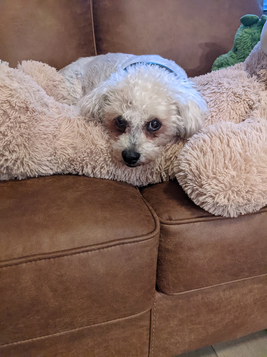 Thanks for all of the love and cuddles. Max our 16.4 year old dog has crossed the rainbow bridge. rainbowsbridge.com/poem.htm <a href="/SJSUiSchool/">SJSU iSchool</a> @NationReading <a href="/ALALibrary/">American Library Association</a>